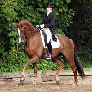 Meet your Posher, Topclassdressage